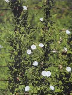 Photo of Field Bindweed