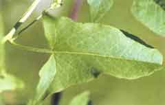 Photo of Field Bindweed