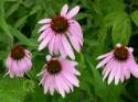 Purple Coneflower